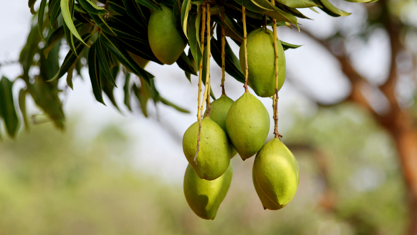 Baobab Frucht - ein echtes Beauty Food
