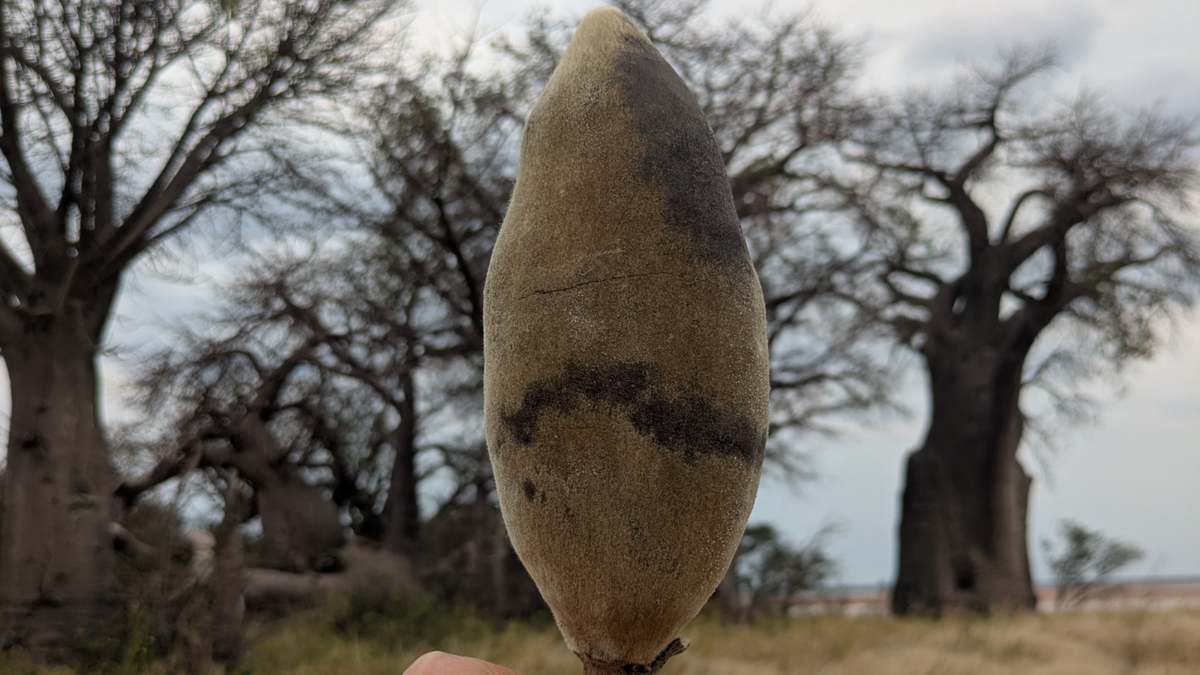 Baobab als Superfood: Warum ist die Frucht so beliebt?