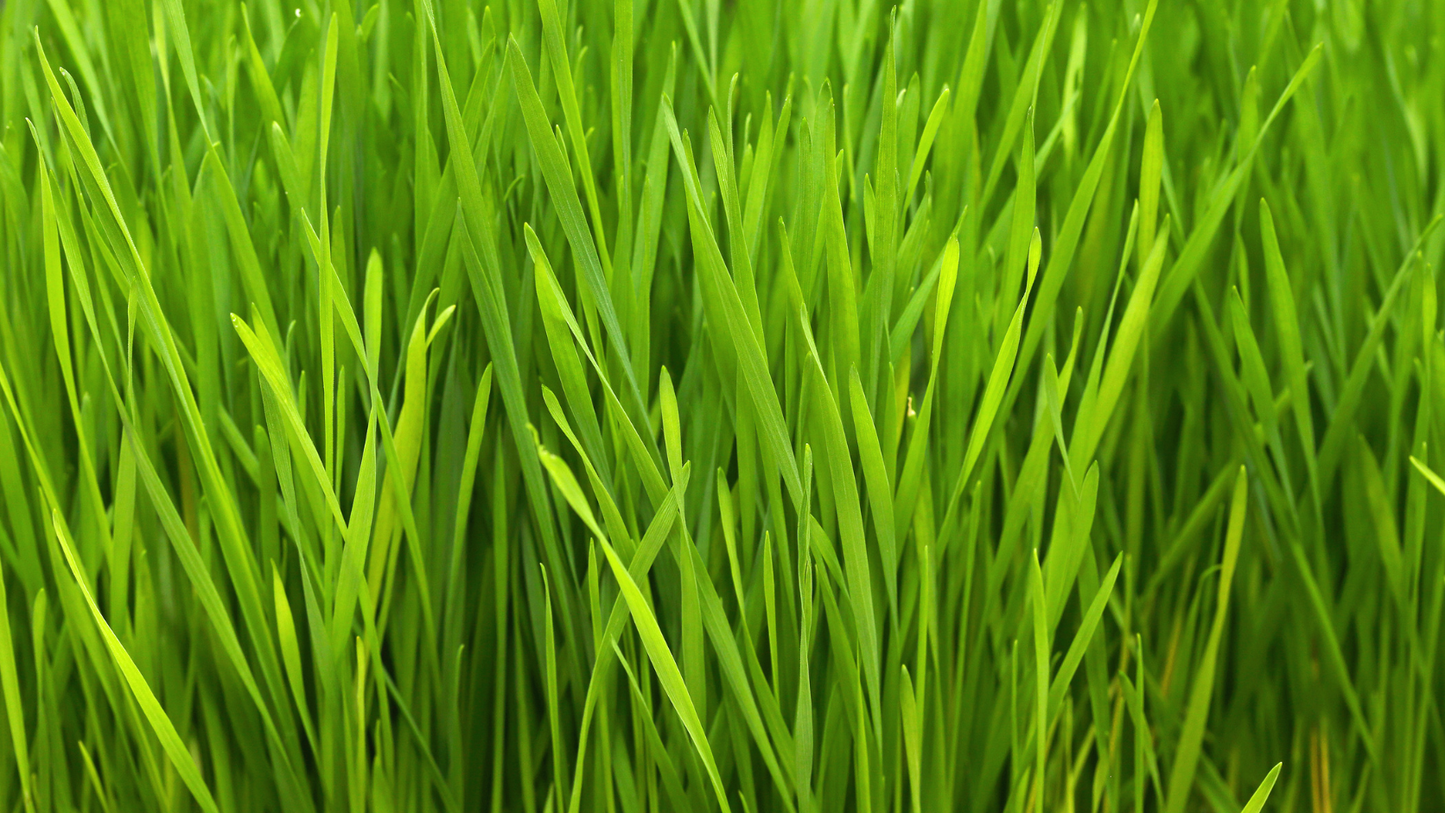 Weizengras - Wie gesund ist das Superfood?
